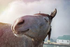 equine evolutions, equine massage therapy Bedfordshire,cambridgeshire